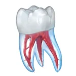 Dental 3D Illustrations v2.1.101 MOD APK (Premium Unlocked)