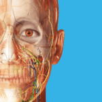 Human Anatomy Atlas 2026 v2026.005.009 MOD APK (All Unlocked)