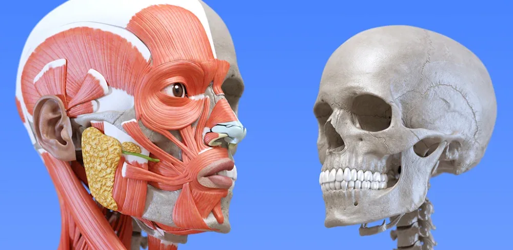 Anatomy 3D Atlas v7.0.6 MOD APK (Premium Unlocked)