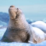 The Seal Elephant v1.2.2 MOD APK (Unlimited Money)